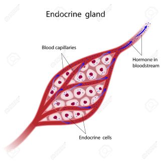 15111564-Endocrine-glands-cells-Stock-Vector-endocrine-system-gland